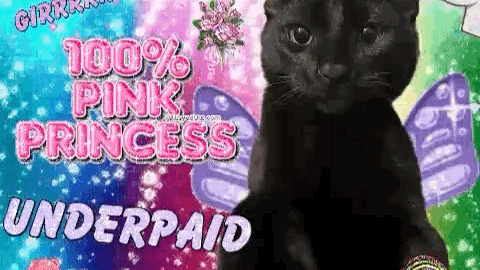 cat meme