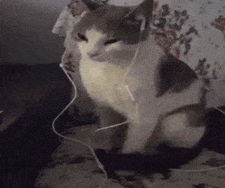 cat meme