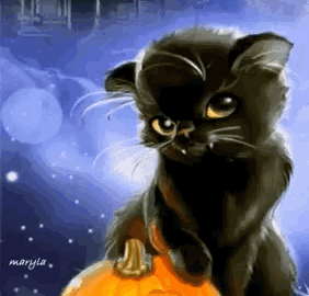 cat meme