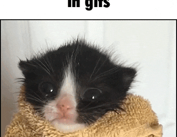 cat meme
