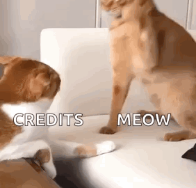 cat meme