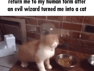 cat meme