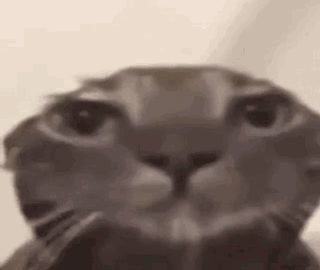 cat meme