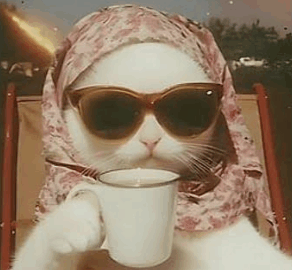cat meme