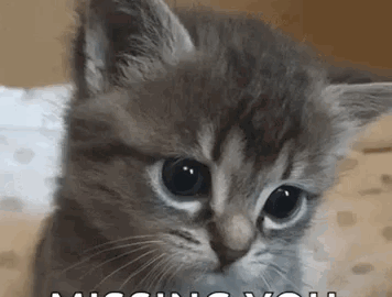 cat meme