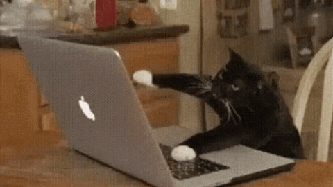 cat meme