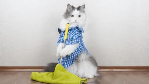 cat meme