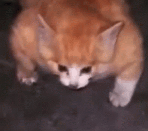 cat meme