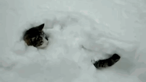 cat meme