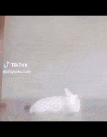 cat meme