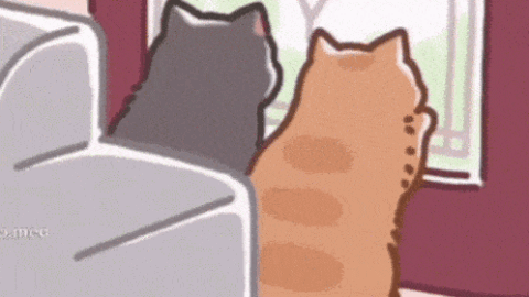 cat meme