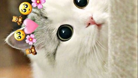 cat meme