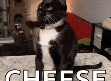 cat meme