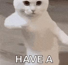 cat meme