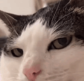 cat meme