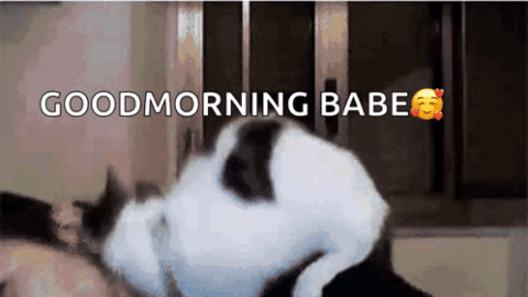 cat meme