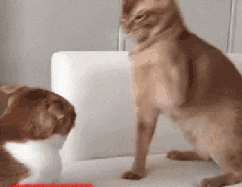 cat meme