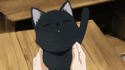 cat meme