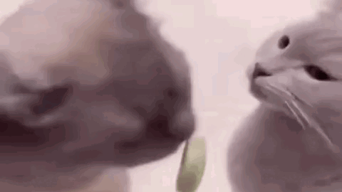cat meme