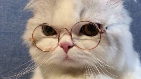 cat meme
