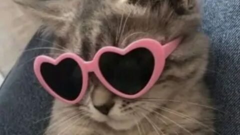 cat meme