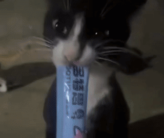 cat meme