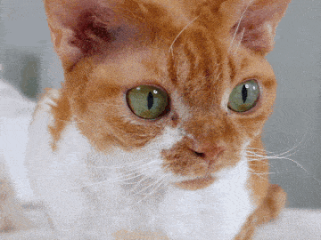 cat meme