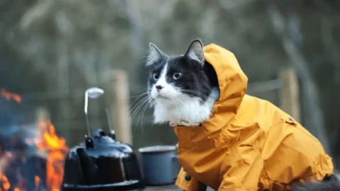 cat meme