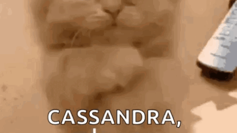 cat meme