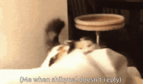 cat meme