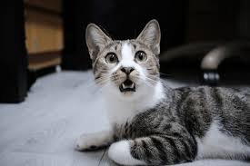 cat meme
