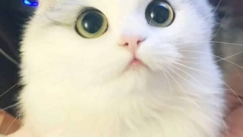 cat meme