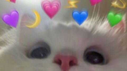 cat meme