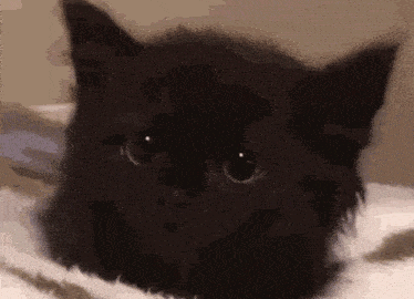 cat meme