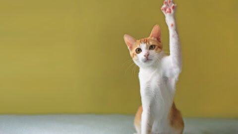 cat meme