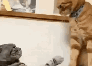 cat meme