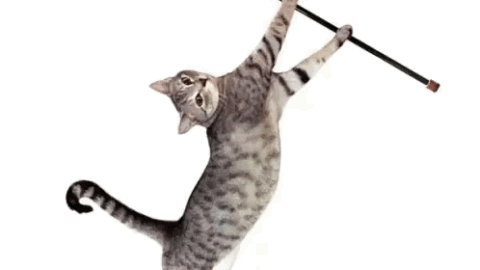 cat meme
