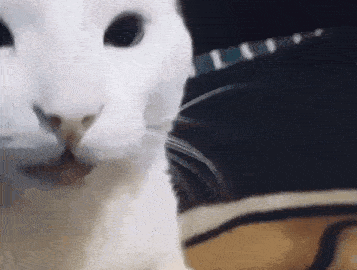 cat meme