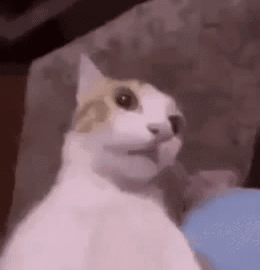 cat meme