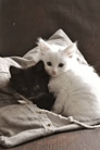 cat meme
