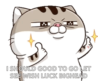 cat meme