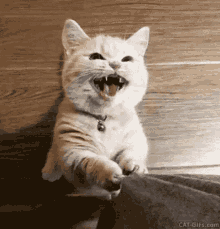 cat meme