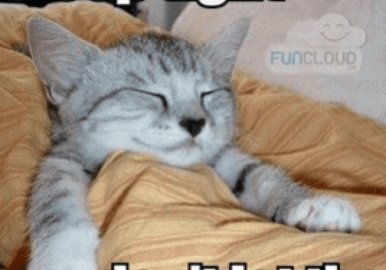 cat meme