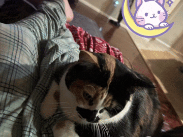 cat meme