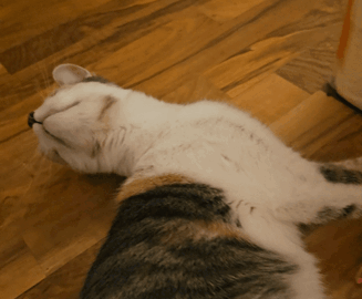 cat meme