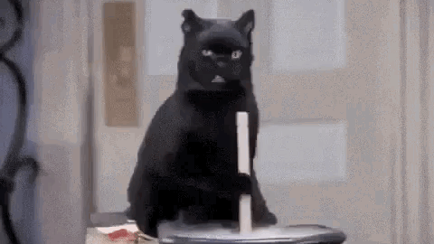 cat meme