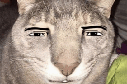 cat meme