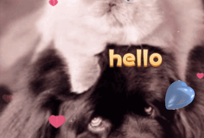 cat meme