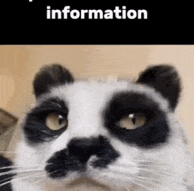 cat meme