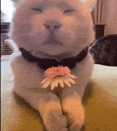 cat meme